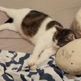 Picture of cat lost at Lons Le Saunier