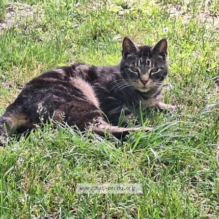 Photo 1/1 Chacha Chat lost in Laruscade