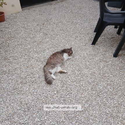 Photo 1/1 Grizou Chat lost in St vinnemer
