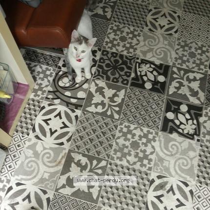 Photo 1/1 Iris Chat lost in Tourcoing