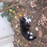 Picture of cat found at Fontenay Aux Roses