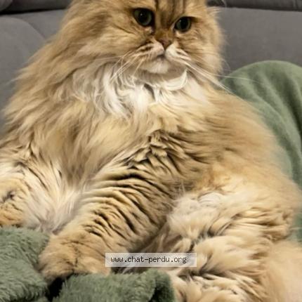 Photo 1/1 Nala Chat lost in Remilly