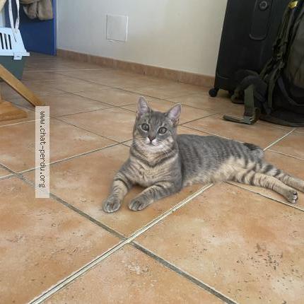 Photo 1/1 George Chat lost in Ambares et lagrave