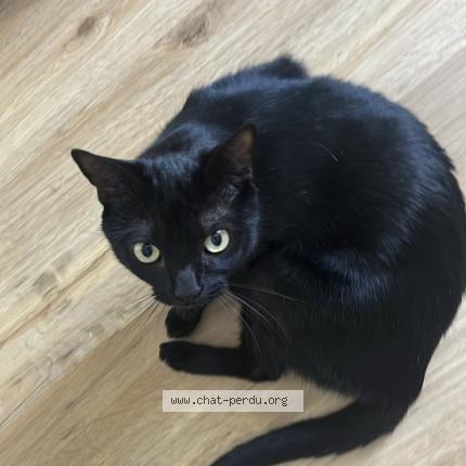 Photo 1/1 Jannah Chat lost in Balaruc les bains