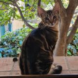 Picture of cat lost at La Gaude