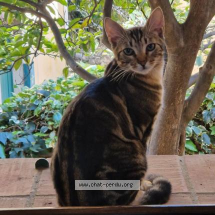 Photo 1/1 Jack Chat lost in La gaude