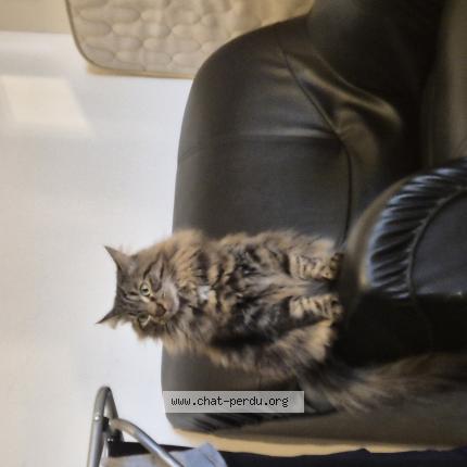 Photo 1/1 Marcus Chat lost in Balbigny