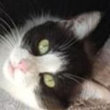 Picture of cat lost at Bazac