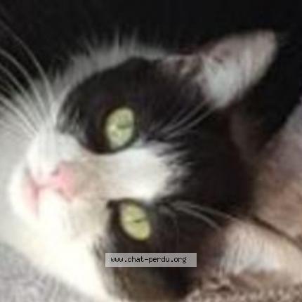 Photo 1/1 TILLY Chat lost in Bazac