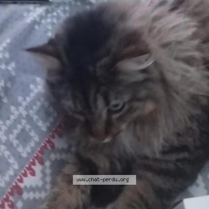 Photo 1/1 Hermine Chat lost in Cormontreuil