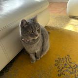 Picture of cat lost at Toulon