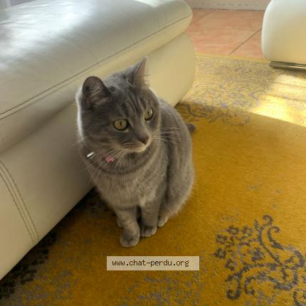 Photo 1/1 Cookies Chat lost in Toulon