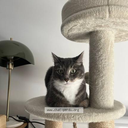 Photo 1/1 Spookie Chat lost in Aire sur adour