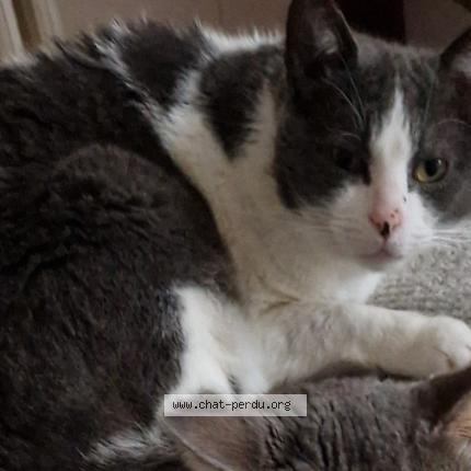 Photo 1/1 Chiffon Chat lost in Chartrettes