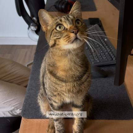 Photo 1/1 Goun twix Chat lost in Saint gely du fesc