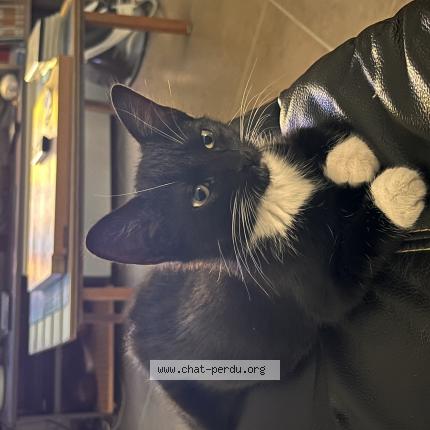 Photo 1/1 Diddlina Chat lost in Barace