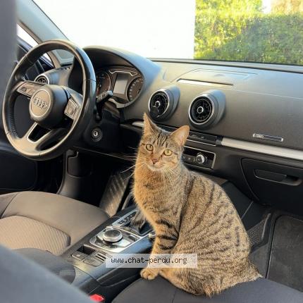 Photo 1/1 Kiara  dite Minou Chat lost in Le drennec