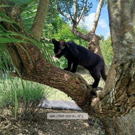 Photo 1/1 Art&eacute;mis Chat lost in Le pallet