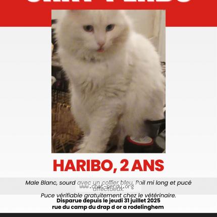 Photo 1/1 Haribo Chat lost in Rodelinghem