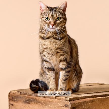 Photo 1/1 Pitchouli Chat lost in Molay littry