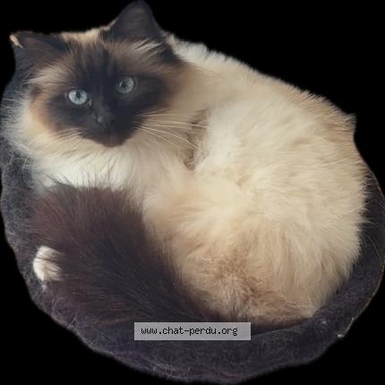 Photo 1/1 Raven Chat lost in Croissy sur seine