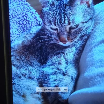 Photo 1/1 Sofi Chat lost in Vallecas