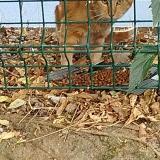 Picture of cat found at Montpellier