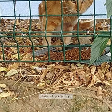 Photo 1/1 Found cat Found in Montpellier