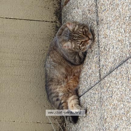 Photo 1/1 Boubou Chat lost in Echirolles