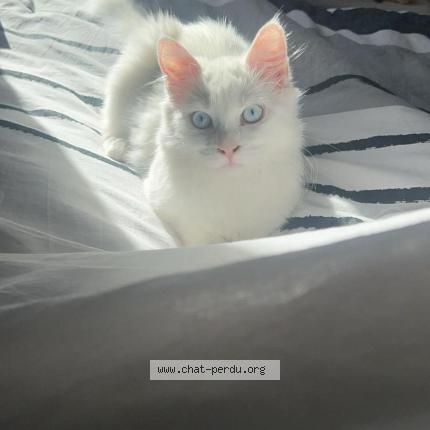 Photo 1/1 Velou Chat lost in Vidauban