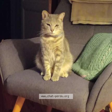 Photo 1/1 Timousse Chat lost in Saint malo de guersac