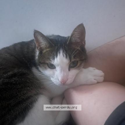 Photo 1/1 Yuuki Chat lost in Desertines