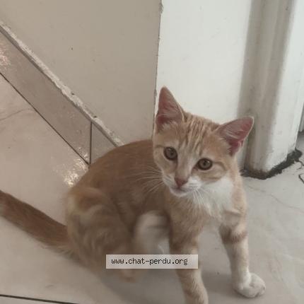 Photo 1/1 Jean-Jacques Chat lost in Sarcelles