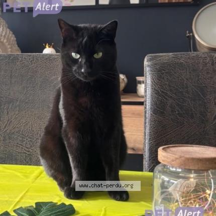 Photo 1/1 Locky Chat lost in Faverolles sur cher