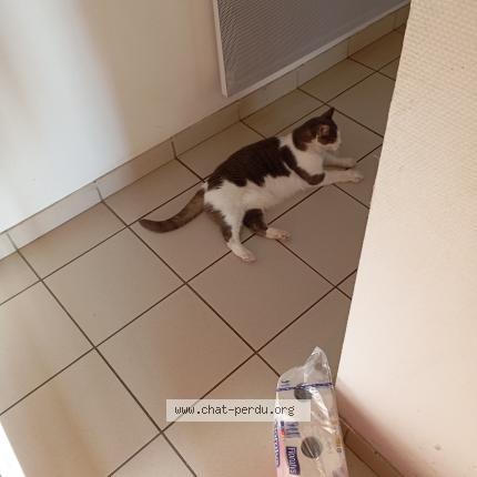 Photo 1/1 Found cat Found in Giberville