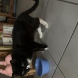 Picture of cat found at Toulouse