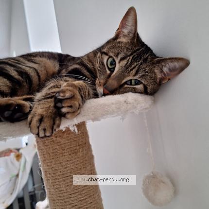 Photo 1/1 Hope Chat lost in Dinant