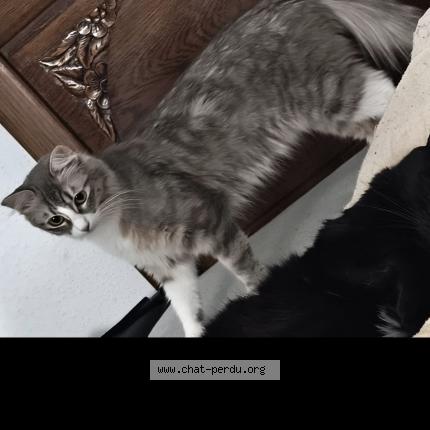 Photo 1/1 Saucisson ou Mimine Chat lost in Montbeliard