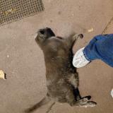 Picture of cat found at Toulouse