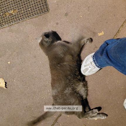 Photo 1/1 Found cat Found in Toulouse