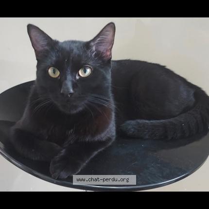 Photo 1/1 R&eacute;glisse Chat lost in Commequiers