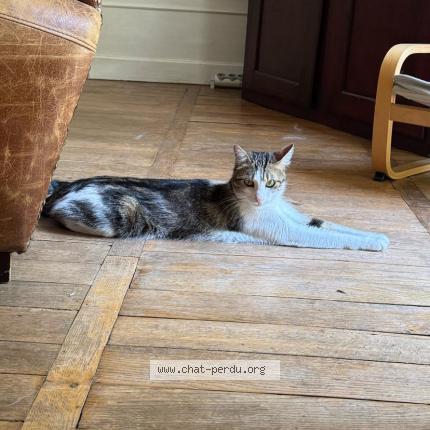 Photo 1/1 Peter Chat lost in Morestel