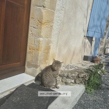 Photo 1/1 Gazo Chat lost in Castres
