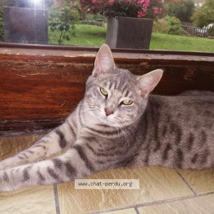 Photo 1/1 Chance Chat lost in Tournai