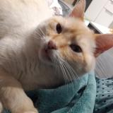 Picture of cat lost at L Horme