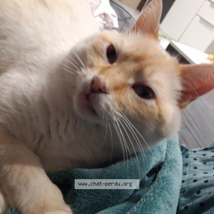 Photo 1/2 SNOW Chat lost in L horme