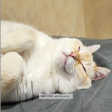 Photo 2/2 SNOW Chat lost in L horme