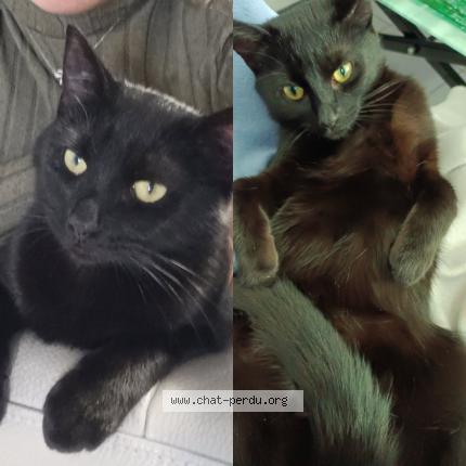 Photo 1/1 Bagheera Chat lost in Thivars