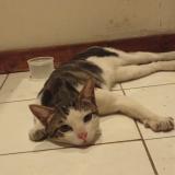 Picture of cat found at Lyon 9