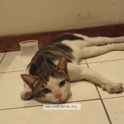 Photo 1/1 Found cat Found in Lyon 9